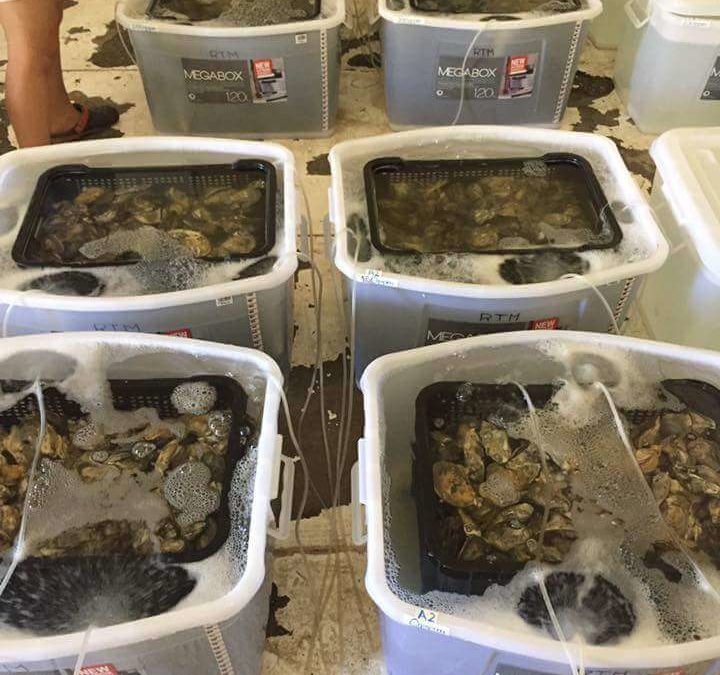 Evaluation of depuration and relaying technologies for Philippine green mussel (Perna viridis) at higher loading capacity (C4)